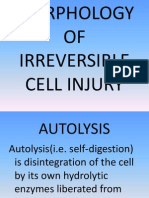 Morphology of Irreversible Cell Injury