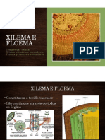 Aula Xilema e Floema