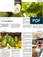 Planta Guanabana o Graviola