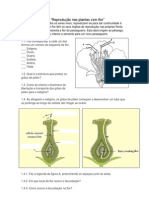 Teste de CNZ - Plantas