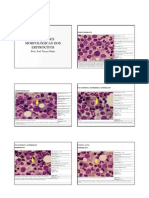 Aula 4 - Eritrocitos Morfologia