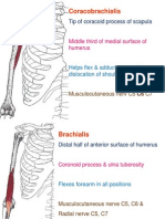 Muscle Flash Cards