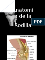 Anatomia de La Rodilla