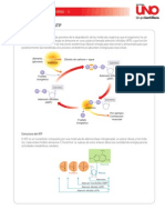 La Molécula de ATP