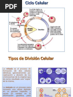 Division Celular