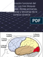 Organizacion Funcional Del Cerebro