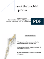 Plexus Brachialis