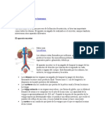 La Excreción en El Ser Humano