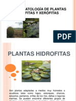 Plantas Xerofitas