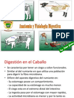 Digestion Del Caballo