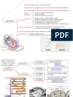 Esquemas Bacterias 2 Bachillerato