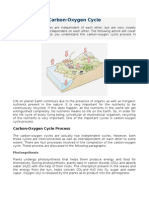 Carbon Oxygen Cycle