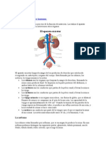 La Excreción en El Ser Humano