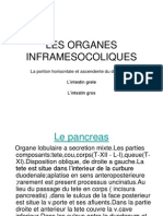 Les Organes Inframesocoliques Anatomie Pathologies Traitements