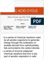 Citric Acid Cycle