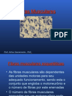 Tipos de Fibras Musculares Esqueléticas