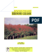 Broom Grass