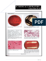 Microbiology Colour Plate No.5