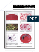 Microbiology Colour Plate No.7