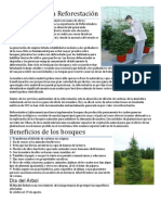 Beneficios de La Reforestación