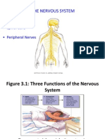 The Nervous System