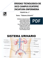 Sistema Urinario