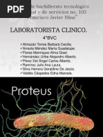 Bacteria Proteus