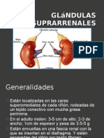 Glándulas Suprarrenales