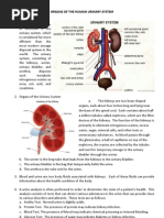 Urinary System (Chart)