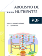 Metabolismo de Los Nutrientes