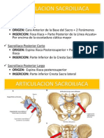 Articulacion Cadera