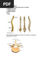 Columna Vertebral