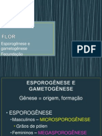 Esporogênese, Gametogênese e Fecundação