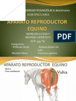 Manejo Equino