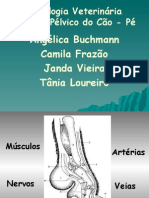 Anatomia Veterinária