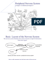 21 - Peripheral Nervous System