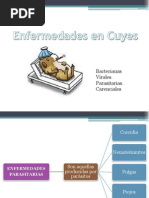 Enfermedades en Cuyes