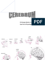 Cerebrum