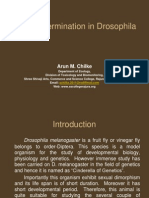 Sex Determination in Drosophila