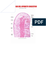 Histologia Del Aparato Digestivo