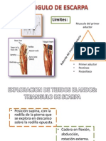 Arteria Femoral