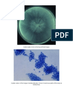 Protozoa and Fungi Culturing in The Lab