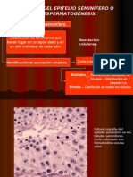 Ciclo Del Epitelio Seminífero Humano