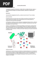 CALCIFICACIÓN de DIENTES