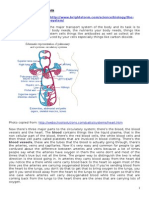 The Circulatory System