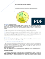 Ciclo Celular Mitosis