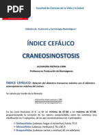 Indice Cefalico