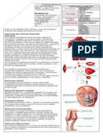 Taller Sistema Muscular