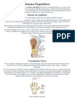 Sistema Esquelético