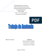 Anatomia Trabajo